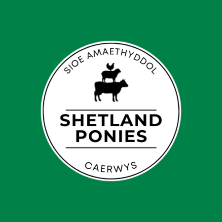 Shetland Ponies Entry